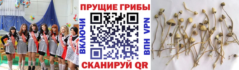 как найти   Бугуруслан  блэк спрут зеркало  Псилоцибиновые грибы MAGIC MUSHROOMS 